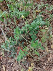 Solanum pimpinellifolium