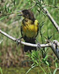 Pseudoleistes guirahuro
