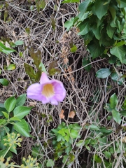 Bignonia callistegioides