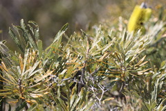 Banksia attenuata