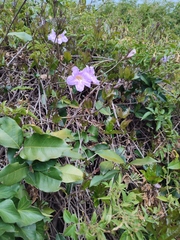 Bignonia callistegioides