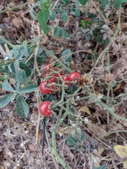 Solanum pimpinellifolium