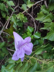 Bignonia callistegioides
