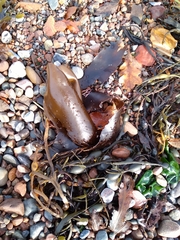Fucus serratus