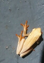 Hyperolius horstockii