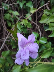 Bignonia callistegioides