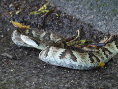 Bothrops jararaca