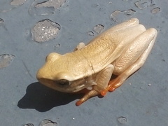 Hyperolius horstockii