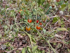 Solanum pimpinellifolium