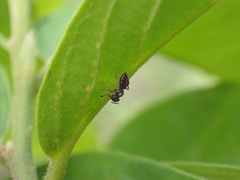 Crematogaster liengmei weitzeckeri