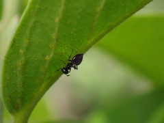 Crematogaster liengmei weitzeckeri
