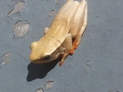 Hyperolius horstockii