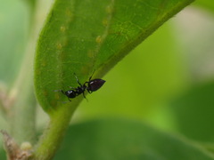 Crematogaster liengmei weitzeckeri