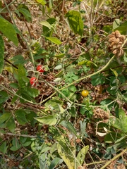Solanum pimpinellifolium