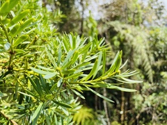 Podocarpus