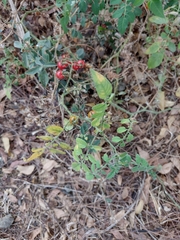 Solanum pimpinellifolium