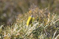 Banksia attenuata