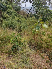 Solanum pimpinellifolium