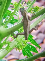 Calotes versicolor