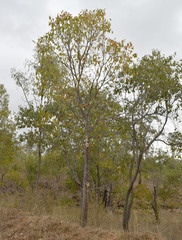 Brachychiton diversifolius orientalis