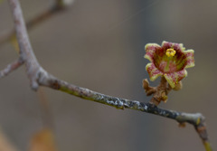 Brachychiton diversifolius orientalis