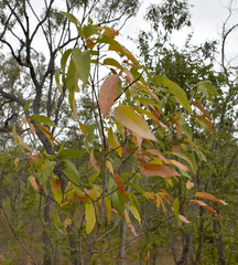 Brachychiton diversifolius orientalis