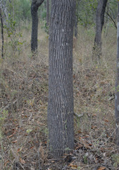Brachychiton diversifolius orientalis