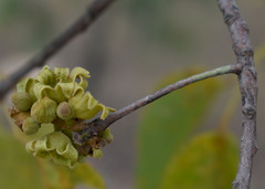 Brachychiton diversifolius orientalis