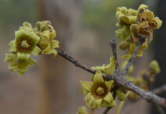 Brachychiton diversifolius orientalis