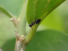 Crematogaster liengmei weitzeckeri