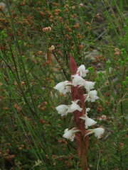 Satyrium acuminatum
