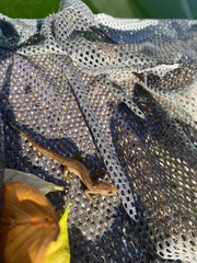 Lissotriton vulgaris