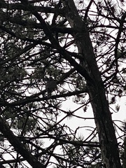 Accipiter