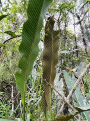 Niphidium crassifolium