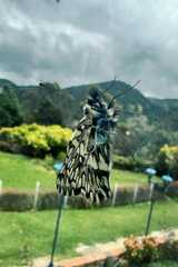 Catasticta semiramis