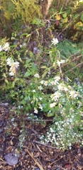 Symphyotrichum ericoides