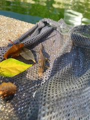 Lissotriton vulgaris