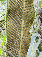 Niphidium crassifolium
