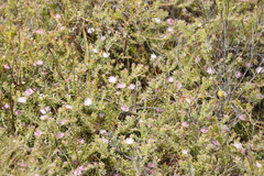 Diastella divaricata divaricata