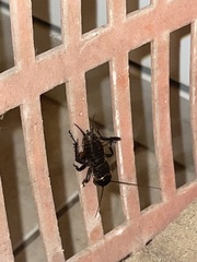 Gryllus campestris