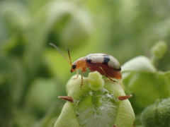 Monolepta cruciata