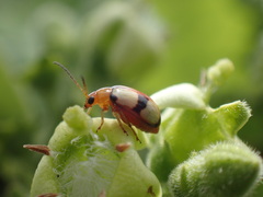 Monolepta cruciata