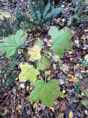 Liquidambar styraciflua
