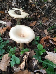 Infundibulicybe geotropa
