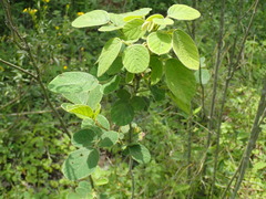 Pseudarthria hookeri