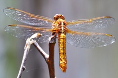Libellula saturata