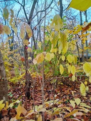 Euonymus atropurpureus