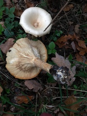 Infundibulicybe geotropa