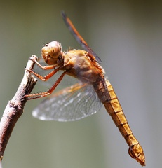 Libellula saturata