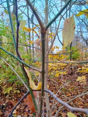 Euonymus atropurpureus